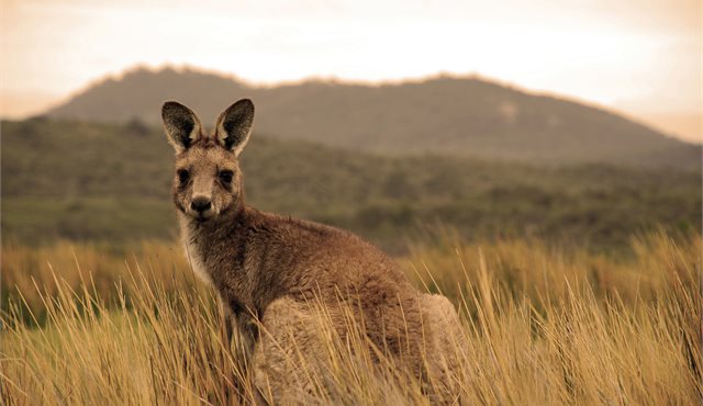 Blog: 30 hours on Kangaroo Island