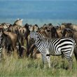 World Journeys | Ngorongoro & The Serengeti