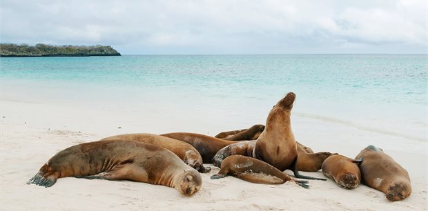 Intrepid | Galapagos & Peru Adventure 