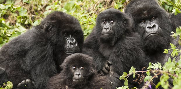 Intrepid | Remarkable Rwanda & Gorillas of Uganda