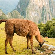 Intrepid | Six Days to Machu Picchu